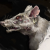 Профиль Lonely_Rat